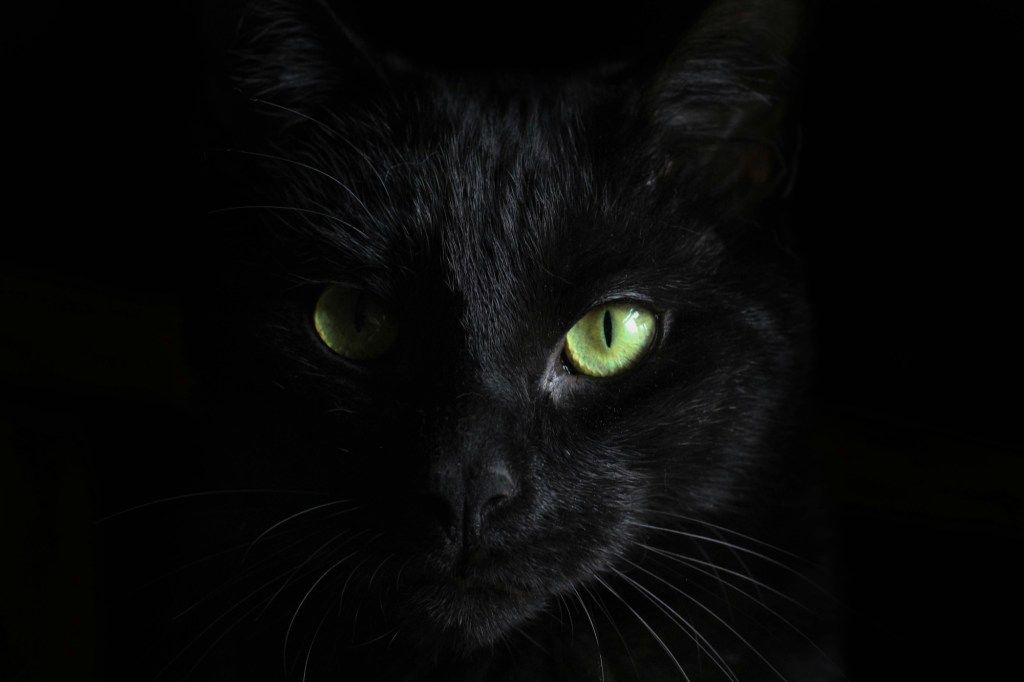 The Feline Kingdom