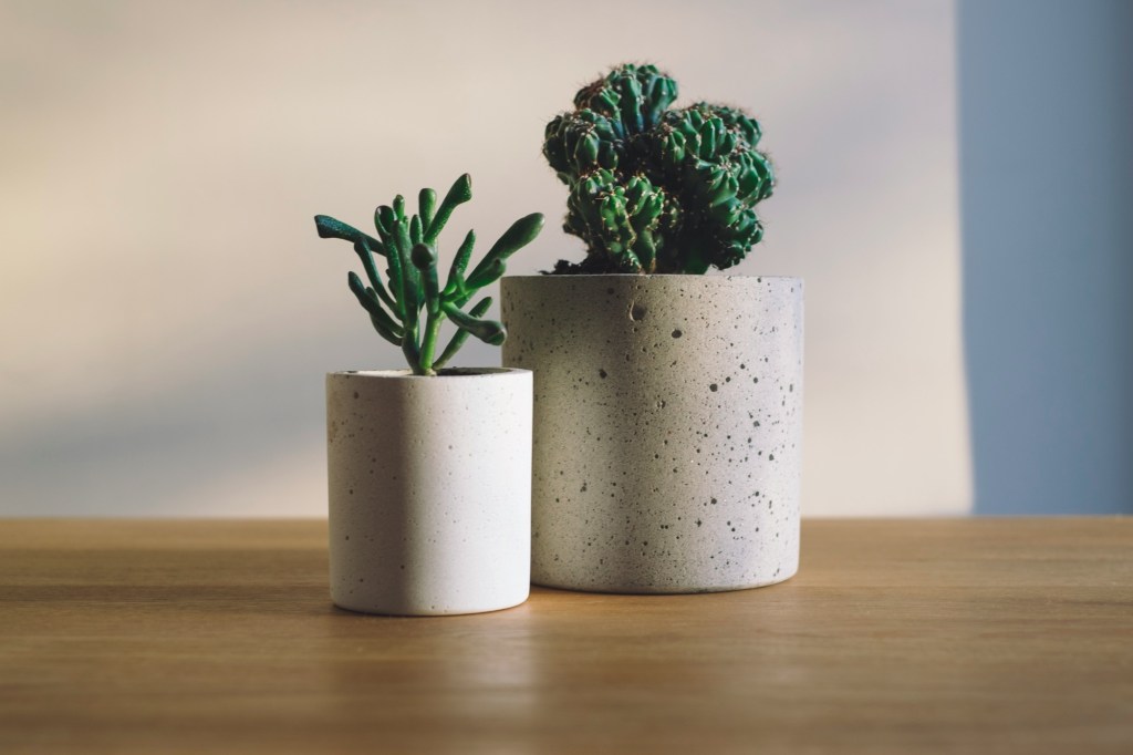 Plant Love